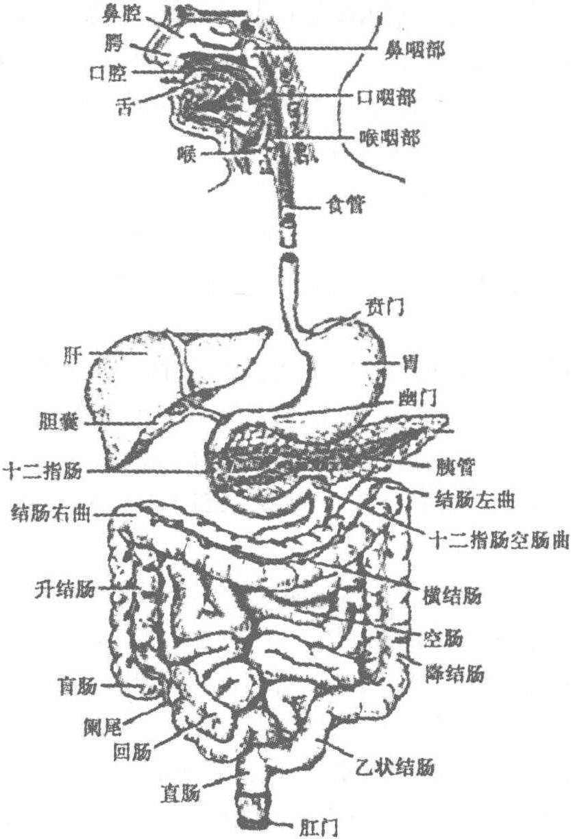 1.7 消化系統(tǒng)